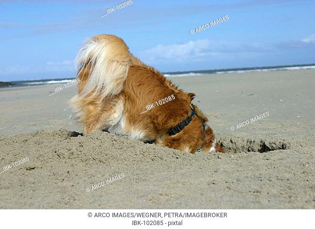 Mixed Breed Dog digging at beach