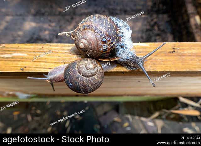 two snails in garden