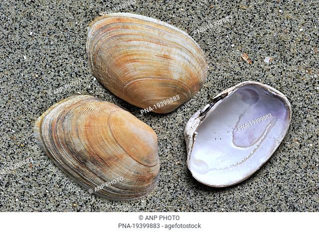 Pullet Carpet-shell Venerupis senegalensis - Northsea beach, Oostduinkerke, Veurne-Ambacht, Flanders, Belgium, Europe