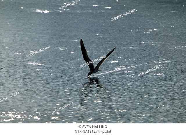 Black skimmer looking for food, Huntington Beach State Park, South Carolina, USA