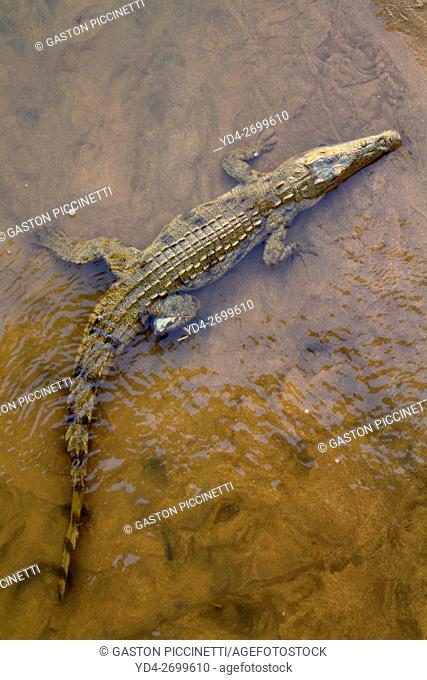 Nile Crocodile (Crocodylus niloticus), in the river, Olifants River, Kruger National Park, South Africa