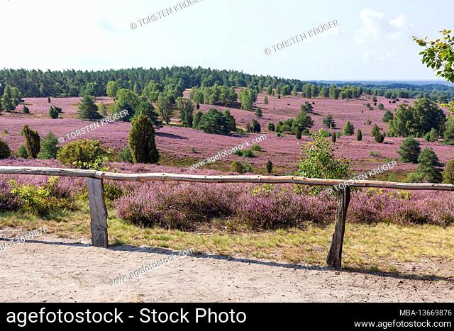 Heathland with heather bloom, Wilseder Berg, Wilsede, Lüneburg Heath Nature Park, Lower Saxony, Germany