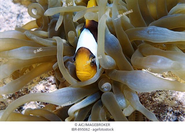 Red Sea Clownfish, or Two-banded Clownfish, or Anemonefish (Amphiprion bicinctus) in a Bubble-tip Anemone (Entacmaea quadricolor), Red Sea, Egypt, Africa