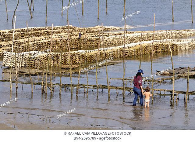 Oyster production. Cap Ferret headland, situated at the south end of the commune of Lège-Cap-Ferret, Gironde department, Aquitaine region, South western France