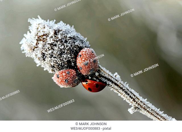 Three seven-spotted ladybirds, Coccinella septempunctata, on a twig covered with frost