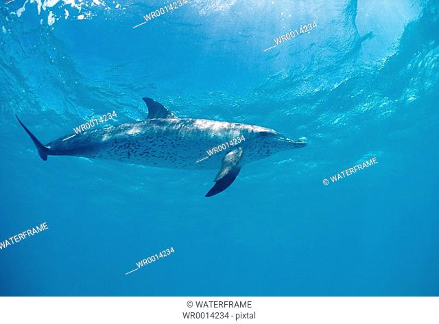 Spotted Dolphin, Stenella frontalis, Atlantic, Caribbean Sea, Bahamas