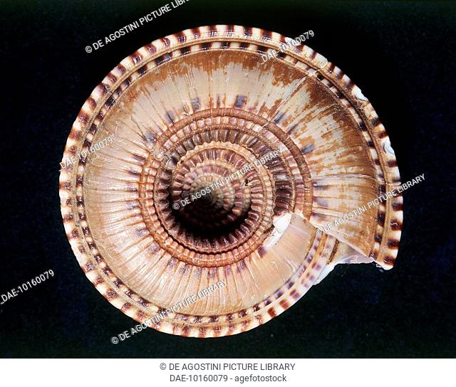 Shell of the genus Architectonica, Architectonicoidea