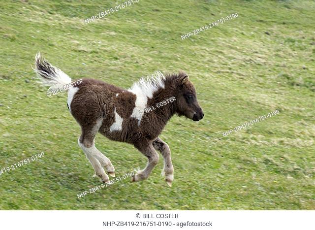 Shetland Pony - young foal running Shetland, UK MA002491