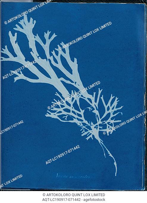 Anna Atkins, English, 1797-1871, Fucus ceranoides, 1843 or 1844, cyanotype, Page: 10 3/8 × 8 1/8 inches (26.4 × 20.6 cm)