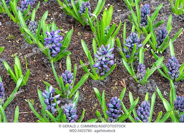 Young Violet Hyacinthst flowers growing in a garden before being transplated to pots