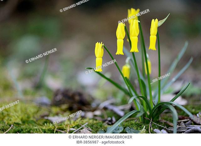 Cyclamen-flowered Daffodil (Narcissus cyclamineus), Emsland region, Lower Saxony, Germany