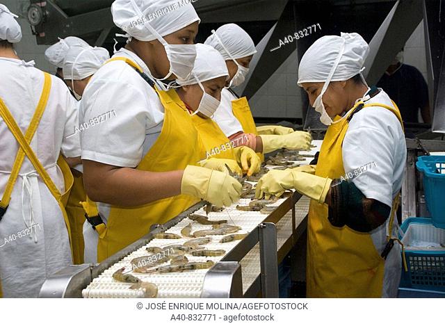 Ecuador. Guayaquil city. Factory shrimp and fish processing.  Selection of prawns