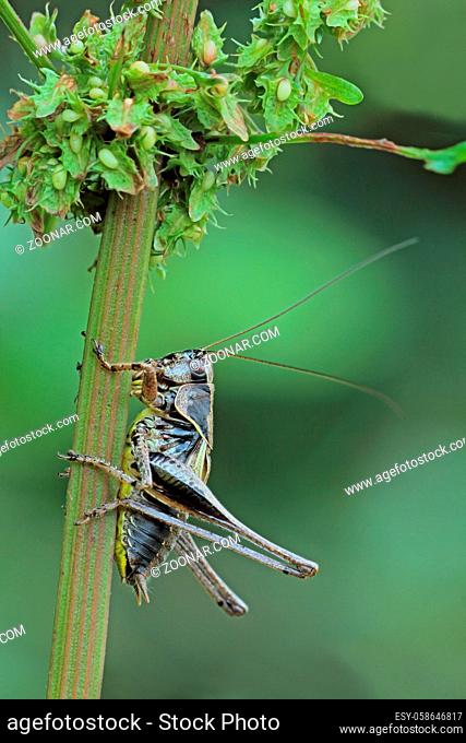 Gemeine Strauchschrecke, Pholidoptera griseoaptera, Dark bush-cricket, Laubheuschrecke