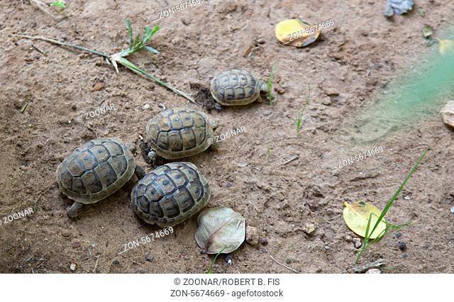 Landschildkröten in Israel, Foto: Robert B. Fishman, ecomedia