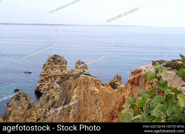 PRODUCTION - 21 July 2022, Portugal, Lagos: A fig tree grows near the beach ""Praia do Camilo"" on top of the rocks in the Algarve