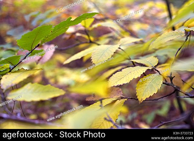 Chestnut tree leaves, Forest of Rambouillet, Haute Vallee de Chevreuse Regional Natural Park, Yvelines department, Ile de France region, France, Europe
