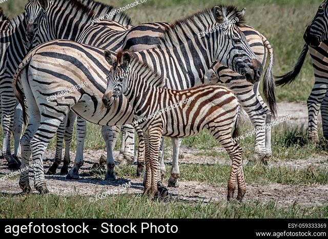 Zebra calf in between the herd in the Chobe National Park, Botswana