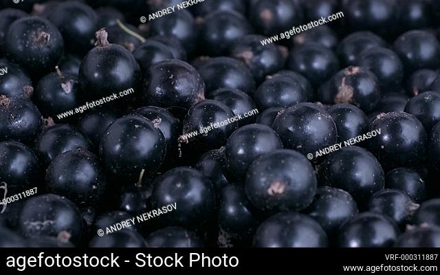 Detail of fresh blackcurrant. Macro trucking shot. Camera moves sideway to the diagonal.Soft focus, Close up. Black currant or blackcurrant (RÃ­bes nÃ­grum)