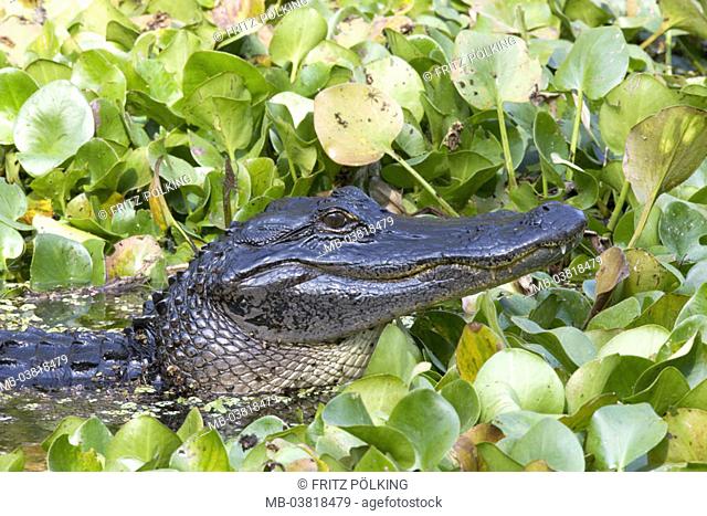Waters, Mississippi alligator, alligator  mississippiensis, water plants, Water, profile, USA, Florida, Everglades National park, sea, swamp, animals, wildlife
