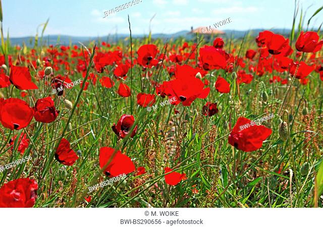 Common poppy, Corn poppy, Red poppy (Papaver rhoeas), poppy field, Greece, Lesbos