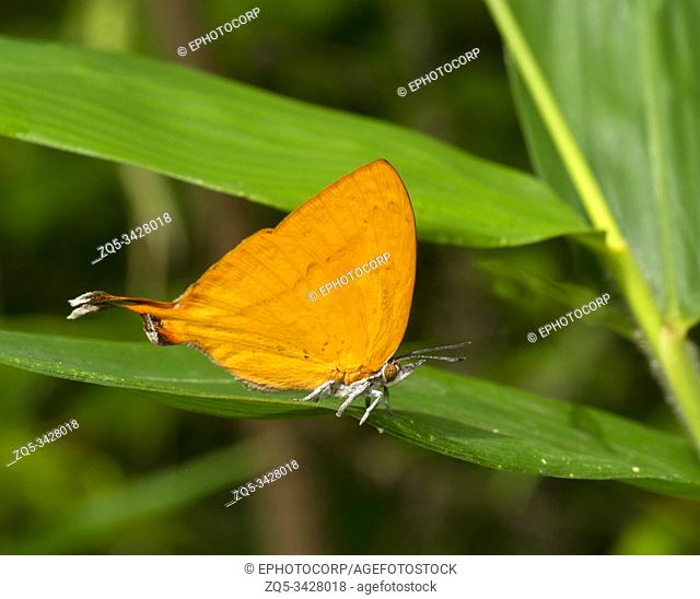 Yamfly, Butterfly, Mumbai, Maharashtra, India