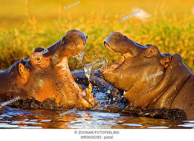 Flusspferde, Nilpferde oder Grossflusspferde beim Kaempfen, Chobe National Park, Botswana, Afrika, Hippos fighting in Chobe River, Africa