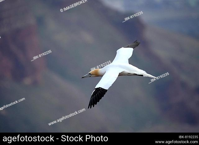 Northern gannet (Sula bassana) in flight, Helgoland Island, Schleswig-Holstein, wildlife, Germany, Europe