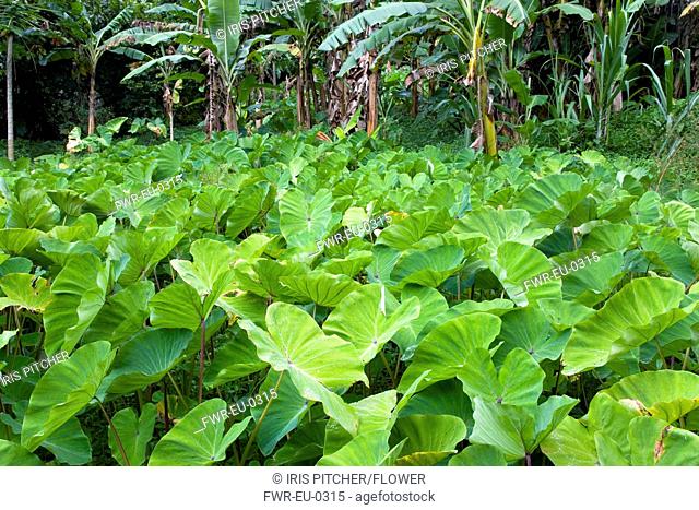 West Indies, Windward Islands, Grenada, Callaloo crop growing beside banana trees in the countryside of St John parish