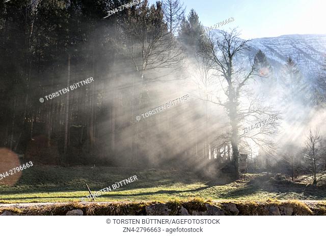 Sun Rays Breaking through Trees in the Salzkammergut Cultural Heritage Region, Austria