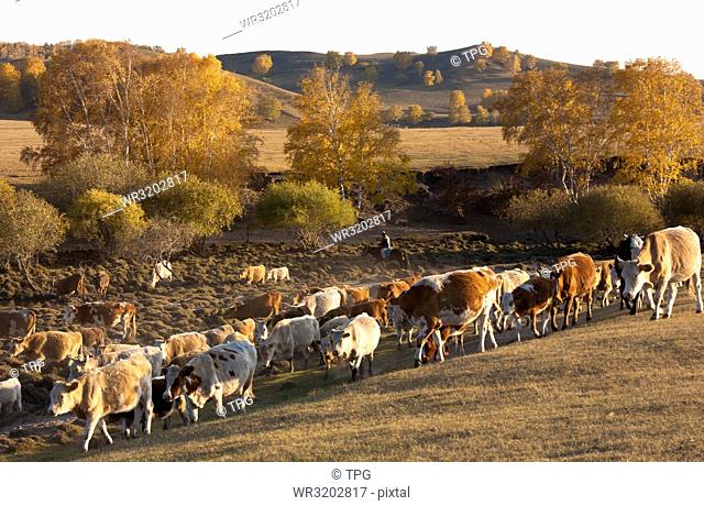 Cattle on the prairie;Inner Mongolia
