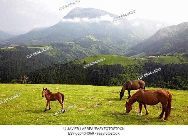 Horses, mountain Izarraitz in background, Endoia, Zestoa, Gipuzkoa, Euskadi, Spain
