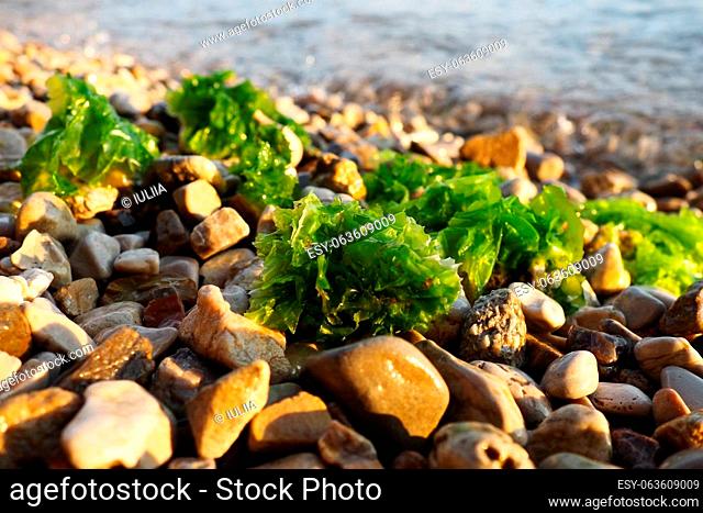Ulva, a genus of marine green algae of the Ulvaceae family. Many species are edible sea lettuce. Algae are thrown onto the pebbles by a wave