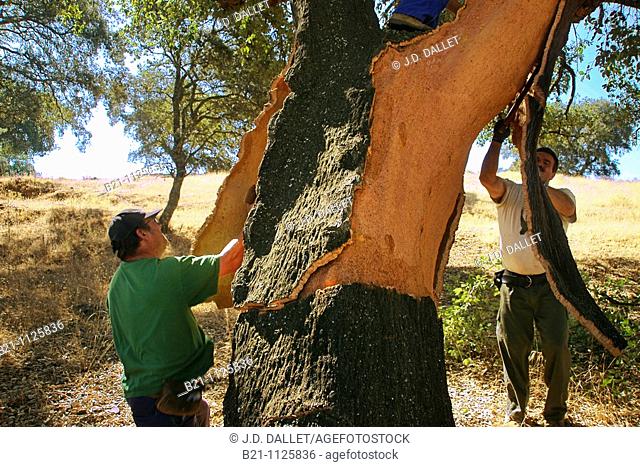 Cork stripping is the process of removing the bark off of the cork tree, Hornachuelos, Cordoba province, Andalusia, Spain