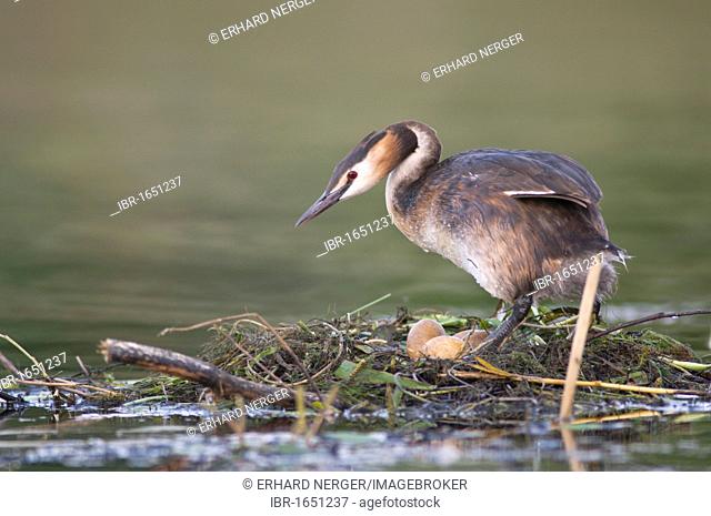Great Crested Grebe (Podiceps cristatus) on nest