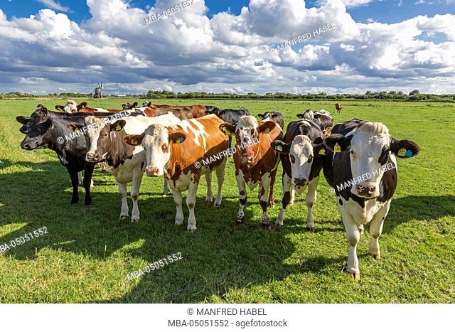 Cows on the pasture, Wedelfelder Wasserschöpfmühle (water mill), Neustadtgödens, Wedelfeld, Frisia, Lower Saxony, Germany
