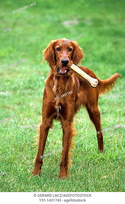 IRISH SETTER OR RED SETTER, MALE PLAYING WITH BONE