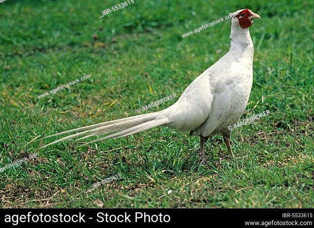 Hunting Pheasant, pheasants, Pheasant, Chicken Birds, Animals, Birds, Common Pheasant (Phasianus colchicus) Male, Albinistic Phase