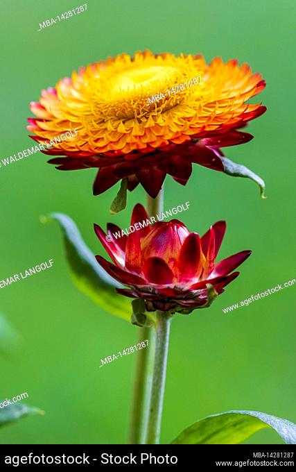 Strawflower Helichrysum Moreska, closeup