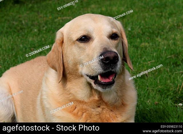 Cremefarbener Labrador Retriever