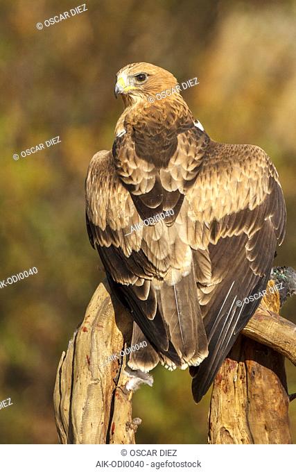 Booted Eagle (Hieraaetus pennatus) in Ávila (Spain)