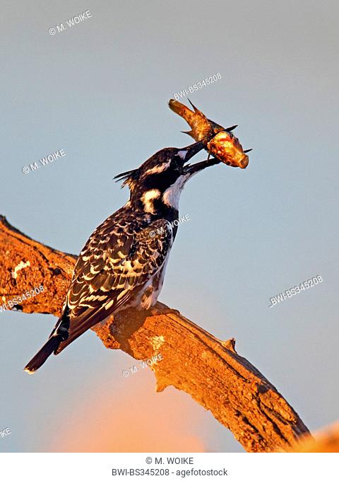 lesser pied kingfisher (Ceryle rudis), feeding a fish on a dead tree, South Africa, Pilanesberg National Park
