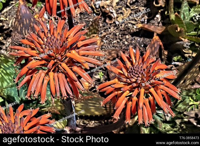 South African soap aloe (Aloe saponaria), botanical garden, San Francisco, California, U. S. A