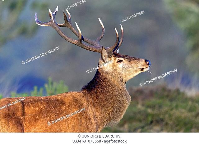 Red Deer (Cervus elaphus). Portrait of a stag. Denmark