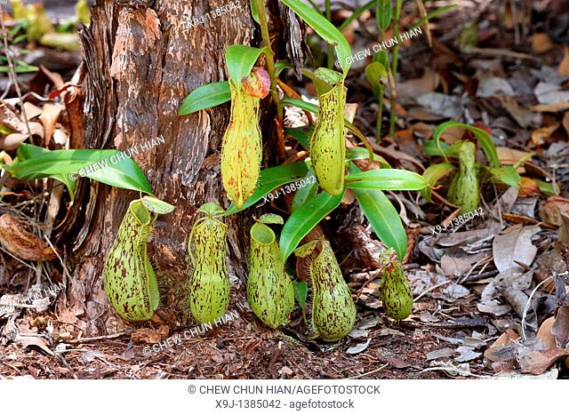 Pitcher Plant, Nepenthes xkuchingensis, Borneo