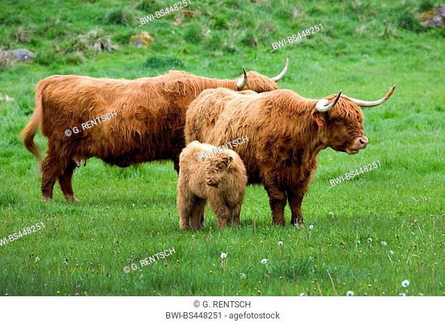 Scottish Highland Cattle, Kyloe (Bos primigenius f. taurus), Scottish Highland Cattles with calf in a meadow, United Kingdom, United Kingdom, Scotland