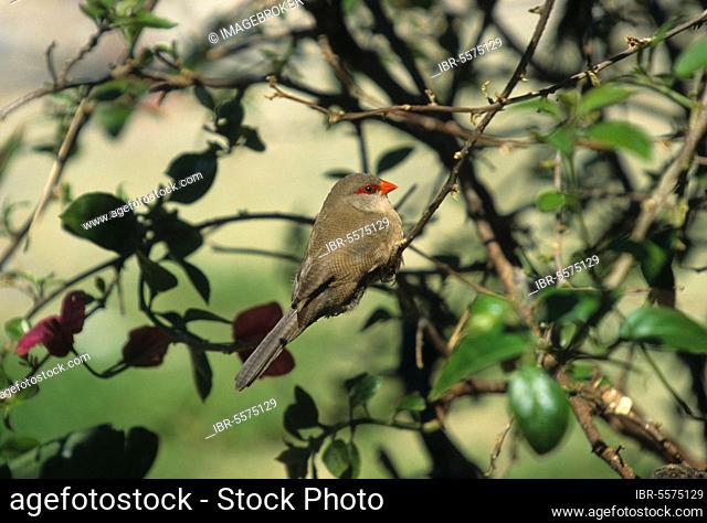 Waxbill, Waxbill, Magnificent finches, Songbirds, Animals, Birds, Common Waxbill (Estrilda astrild) Male