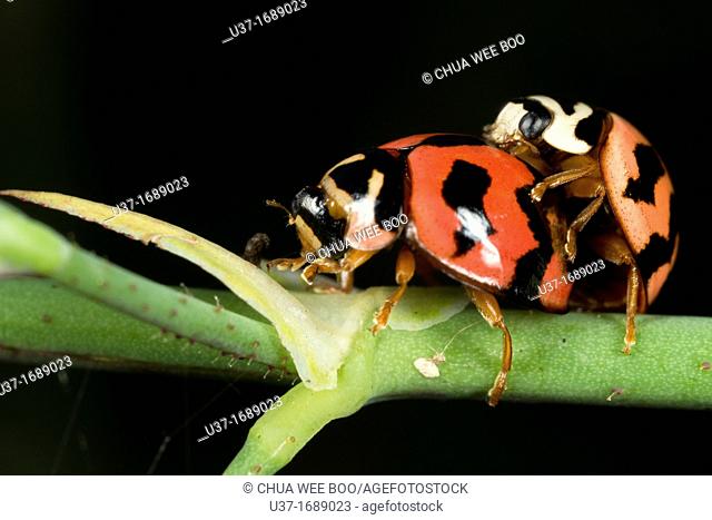 Ladybirds mating found at Kampung Skudup, Sarawak, Borneo