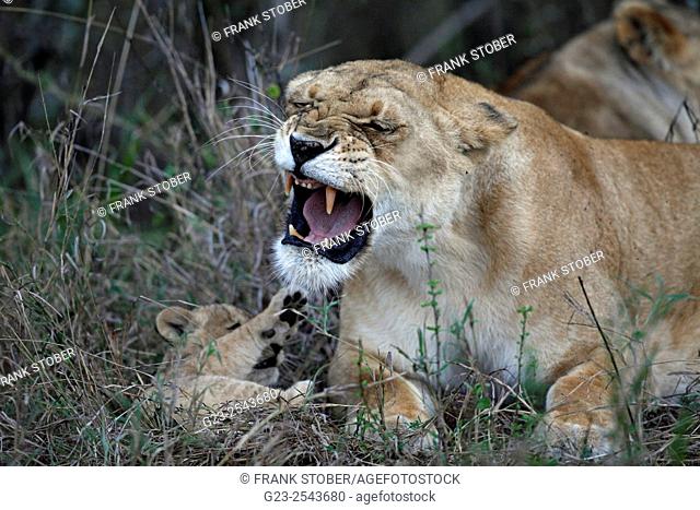 Kenya, Maasai Mara, Angry lioness (Panthera leo) with cub in grass