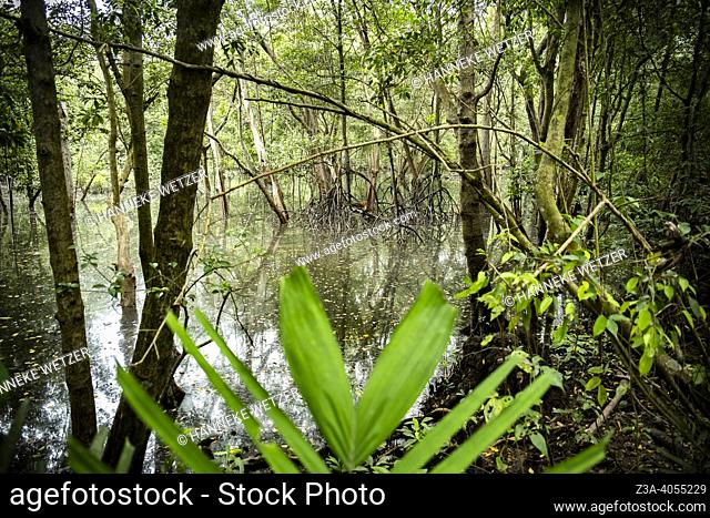Mangrove in the wetlands of Singapore, Asia
