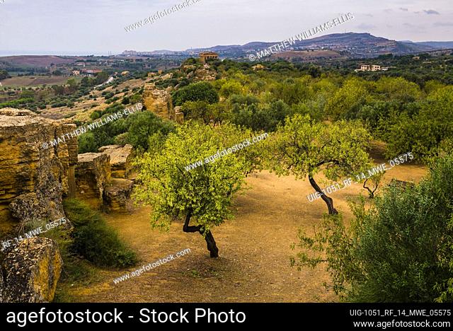 Valley of the Temples (Valle dei Templi), Olive trees and The Temple of Concordia (Tempio della Concordia), Agrigento, Sicily, Italy, Europe